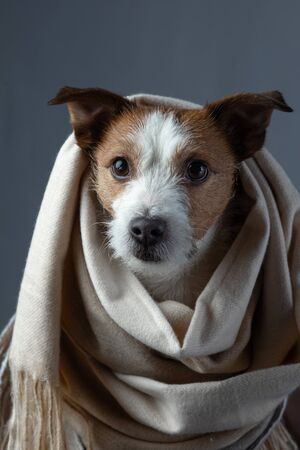 dog with tissue. The pet hid. Jack Russell Terrier. with Warm clothの写真素材