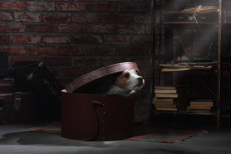 the dog is hiding in the attic. Art photos. Self-isolation, old, dusty. Pet abandoned. Jack Russell...