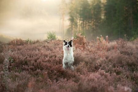 The dog in colors heather. Active happy Border Collie. Pet in the summer on the natureの写真素材