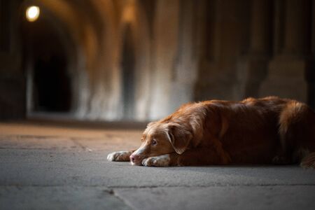 dog in an old castle. Low key. Ancient architecture, monastery. Nova Scotia Duck Tolling Retriever indoorsの写真素材