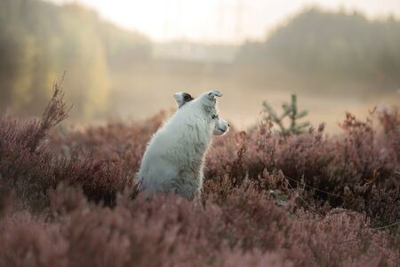 The dog in colors heather. Active happy Border Collie. Pet in the summer on the natureの写真素材