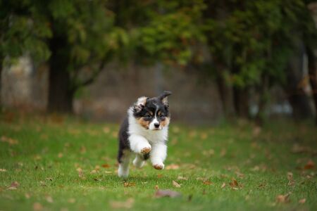 tricolor Puppy australian shepherd run. Pet plays . dog in the yard on the grassの写真素材