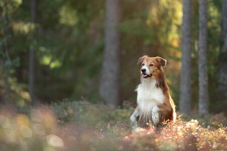 dog in the forest. Pet on the nature. tracking. red border collie.の写真素材
