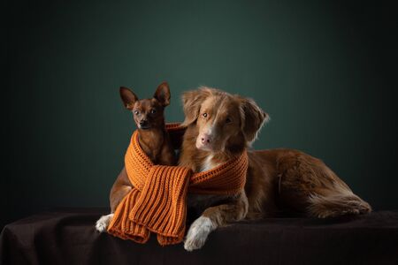 two dogs big and small in a scarf. sweet Nova Scotia Duck Tolling Retriever and Russian toy terrierの写真素材
