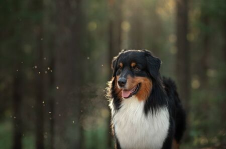 portrait dog in nature. Beautiful forest, light, sunset. Australian Shepherd in the background landscape. Pet for a walkの写真素材