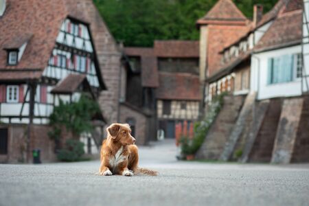 dog on the background of half-timbered houses. Pet in the city. Nova Scotia Duck Tolling Retriever for a walkの写真素材