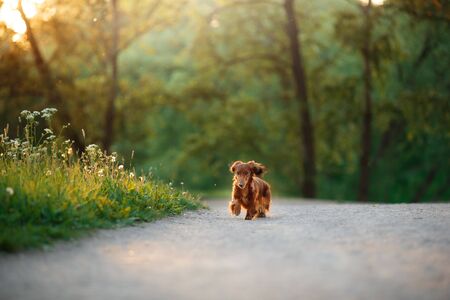 dog on nature in the park. Chocolate Dachshund puppy. Pet for a walk
