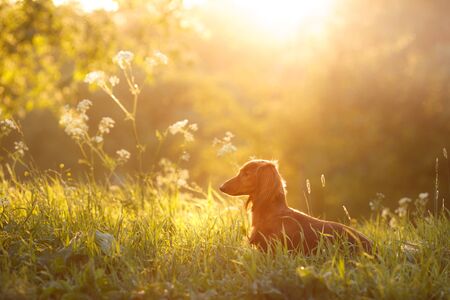 dog on nature in the park. Chocolate Dachshund puppy. Pet for a walkの写真素材