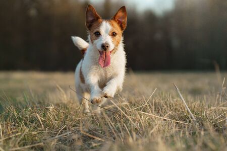 the dog runs in the field. Active pet in nature. Little Jack Russell Terrier movement, motion