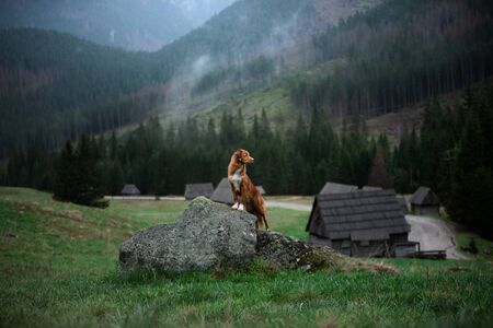 dog in the mountains. Nova Scotia Duck Tolling Retriever hiking, travel, camping, in the valley . pet on a landscapeの写真素材