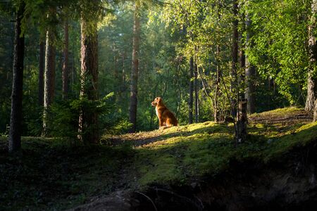 dog in the forest. Nova Scotia Duck Tolling Retriever in nature, among the trees. Animal in the open...
