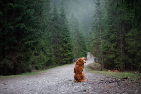 The dog sits back on a path and turns around. Nova Scotia Duck Tolling Retriever in the mountains in...
