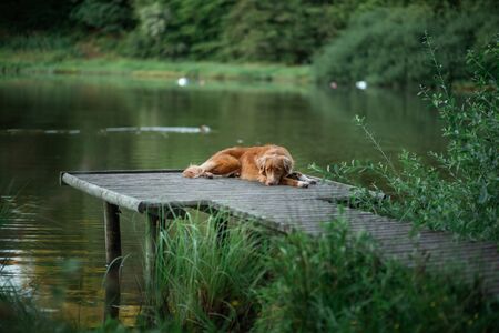 red dog lies on a wooden bridge on the lake. Pet by the water. Nova Scotia Duck Tolling Retriever in...