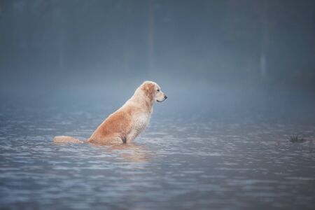 The dog in water . active Golden retriever in the water, on nature. Pet for a walk
