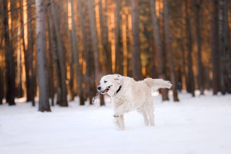 dog in the winter in the snow. Golden retriever plays in nature, outdoors