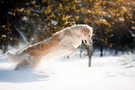 dog in the winter in the snow. Golden retriever plays in nature, outdoors