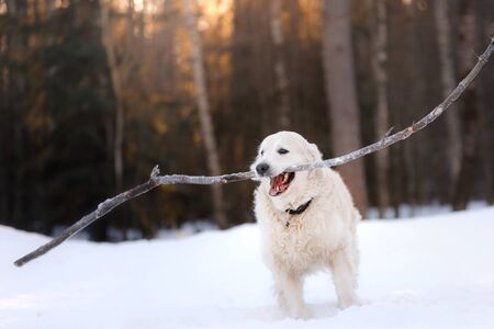 dog in the winter in the snow. Golden retriever plays in nature, outdoors