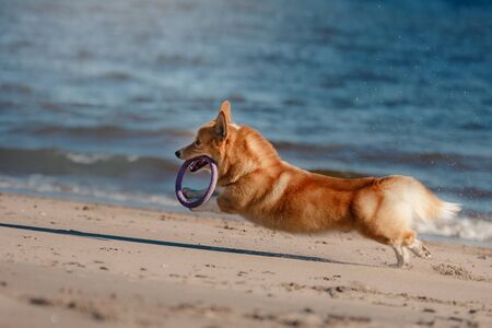 dog on nature in the park. welsh corgi pembroke. Pet for a walkの写真素材