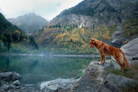 dog on a stone on a mountain lake in autumn. Traveling with a pet. red Nova Scotia Duck Tolling Retriever on nature backgroundの写真素材
