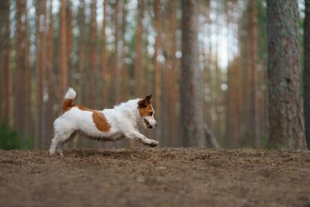 the dog runs in forest. Active pet in nature. Little Jack Russell Terrier movement, motionの写真素材