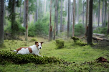 dog in the green forest. Jack Russell Terrier in nature among the trees. Walk with a pet in summerの写真素材