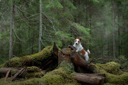 dog in the green forest. Jack Russell Terrier in nature among the trees. Walk with a pet in summerの写真素材
