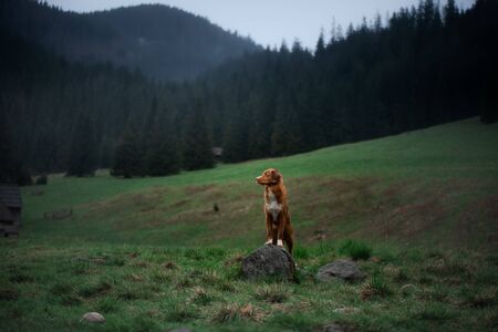 wet dog in the mountains. Nova Scotia Duck Tolling Retriever hiking, travel, camping, in the valley...