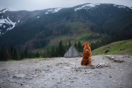 wet dog in the mountains. Nova Scotia Duck Tolling Retriever hiking, travel, camping, in the valley . pet on a landscapeの写真素材