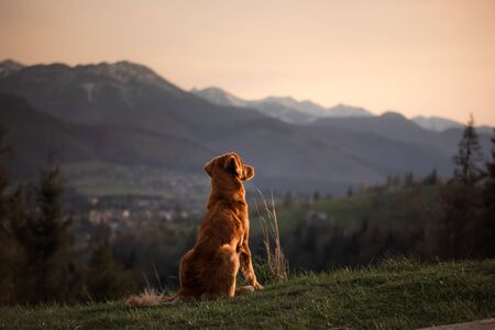 hiking with a dog. Nova Scotia Duck Tolling Retriever in the mountains. pet on a landscape