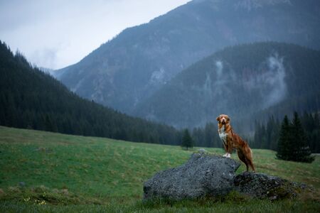 wet dog in the mountains. Nova Scotia Duck Tolling Retriever hiking, travel, camping, in the valley . pet on a landscapeの写真素材