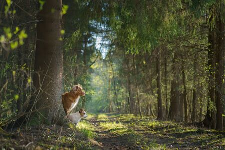 dog peeping out from behind a tree in forest. Nova Scotia Duck Tolling Retriever in nature sunlightの写真素材