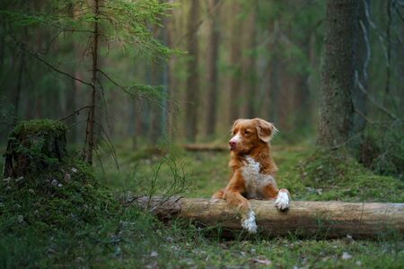 dog lies on a log in forest. Nova Scotia Duck Tolling Retriever in nature among the trees. の写真素材