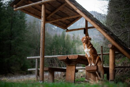 Traveling dog. Nova Scotia Duck Tolling Retriever above the canopy in the mountains. Hiking with a pet. High quality photoの写真素材