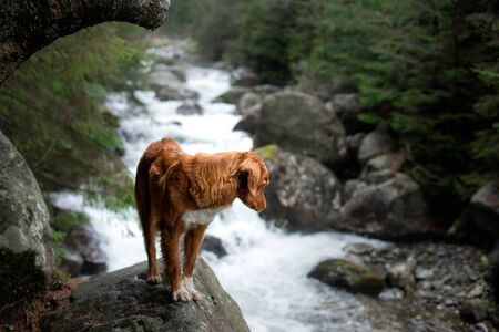 red dog on a stone by the river. Nova Scotia Duck Tolling Retriever in nature. pet in natureの写真素材