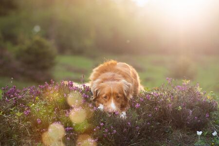 Dog in the colors of heather. Nova Scotia Duck Tolling Retriever in the forest, in a clearing. の写真素材