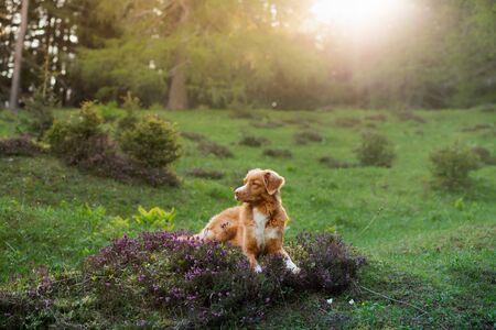 Dog in the colors of heather. Nova Scotia Duck Tolling Retriever in the forest, in a clearing. の写真素材