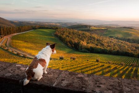 travel dog. Jack Russell Terrier looks at the landscape in Tuscany. Vineyards, fields, hillsの写真素材
