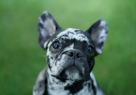 Marble French Bulldog. Rare color of the dog. puppy on the grass. pet outdoorsの写真素材