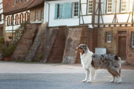 dog on the background of half-timbered houses. Pet in the city. Marble Australian Shepherdの写真素材