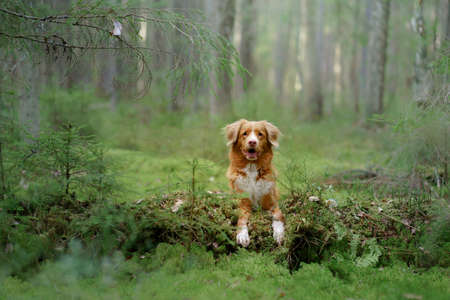 dog in forest put paws on a log . Nova Scotia Duck Tolling Retriever in nature. red toller の写真素材