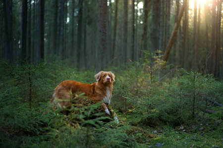 dog in forest put paws on a log . Nova Scotia Duck Tolling Retriever in nature. red toller 