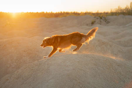dog on a sandy quarry at sunset. red Nova Scotia Duck Tolling Retriever runs through the hills of sand. Active pet.の写真素材