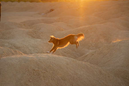 dog on a sandy quarry at sunset. red Nova Scotia Duck Tolling Retriever runs through the hills of sand. Active pet.の写真素材