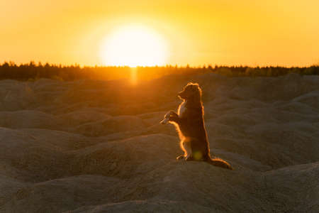dog on a sandy quarry at sunset. red Nova Scotia Duck Tolling Retriever on hills of sand. red tollerの写真素材