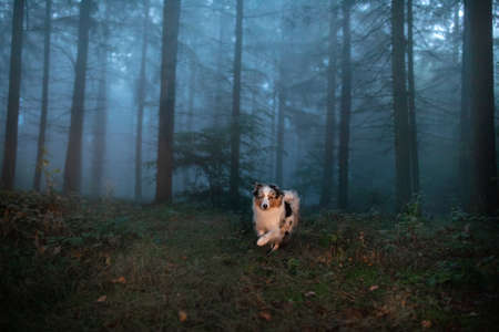 dog in a foggy forest. Pet on the nature. Marble Australian Shepherd. Mystical petの写真素材