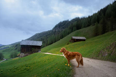 dog in the mountains. Nova Scotia Duck Tolling Retriever in valley. travel with a petの写真素材