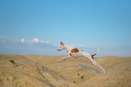 dog jumps through the sand dunes. Graceful Ibizan greyhound on a sky background. Pet in nature.の写真素材