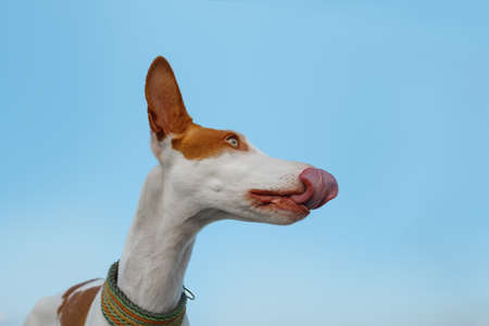 dog portrait, wide angle, funny face. Graceful Ibizan greyhound on a sky background. Pet in nature.の写真素材