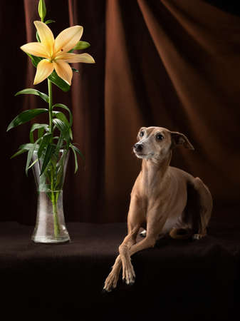 dog on a brown drapery background with flower. graceful Italian greyhound. Studio photos of a pet.の写真素材