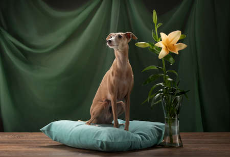 dog on a brown drapery background with flower. graceful Italian greyhound. Studio photos of a pet.の写真素材